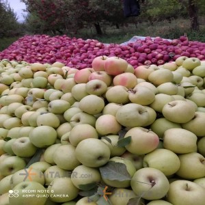 Urmia Red Apple