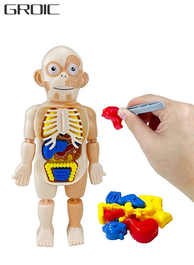 Kids Early Educational Learning Toys Human Organs Model with Removable Parts ,17 Pcs Human Body Model DIY Assembly Science Kits Toys for Boys Girls Preschool Learning Toys