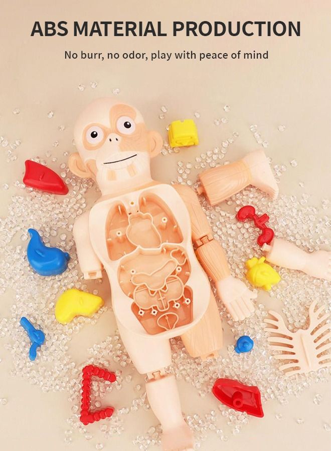 Kids Early Educational Learning Toys Human Organs Model with Removable Parts ,17 Pcs Human Body Model DIY Assembly Science Kits Toys for Boys Girls Preschool Learning Toys