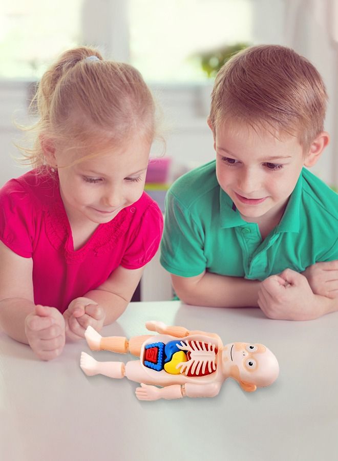 Kids Early Educational Learning Toys Human Organs Model with Removable Parts ,17 Pcs Human Body Model DIY Assembly Science Kits Toys for Boys Girls Preschool Learning Toys