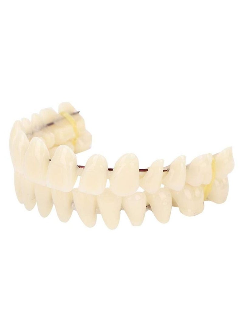 Resin Denture False Teeth Teaching Dental Model Dental Material Dental Model Resin Denture For Patients With Oral Cavity Loss Dental Supply Accessory Denture Model 1 Set Upper Lower Teeth