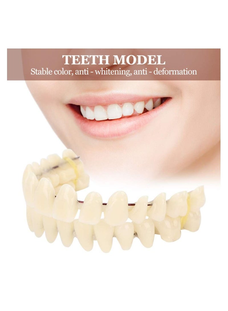 Resin Denture False Teeth Teaching Dental Model Dental Material Dental Model Resin Denture For Patients With Oral Cavity Loss Dental Supply Accessory Denture Model 1 Set Upper Lower Teeth