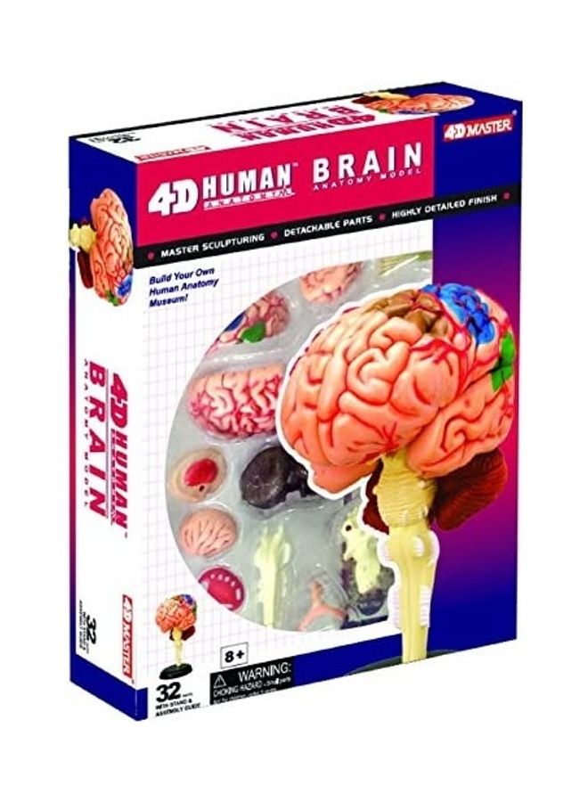 Human Brain Anatomy Model