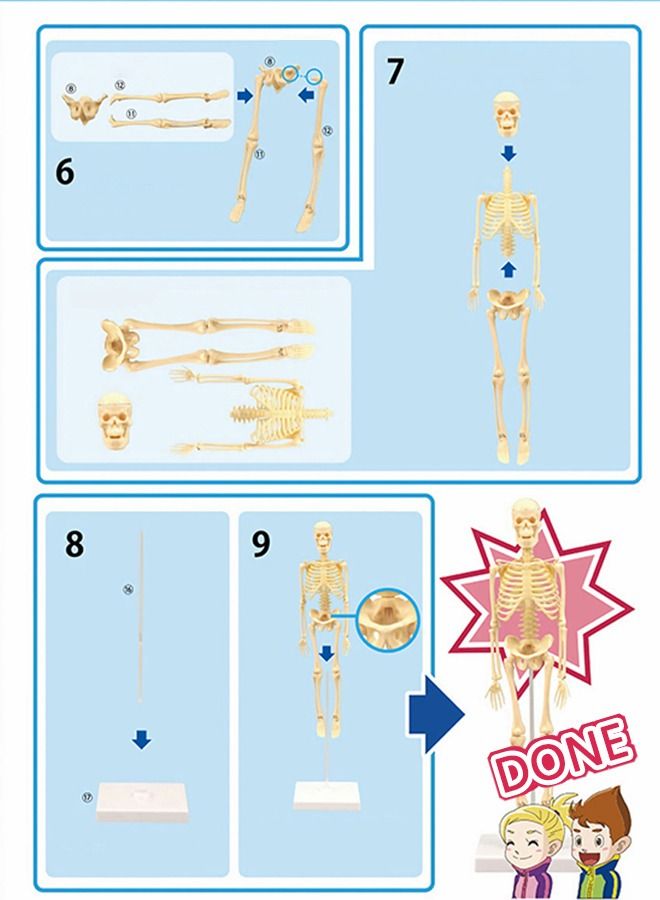 Mini Human Skeleton Model with Movable Arms Legs and Stand for Kid to Study Educational toys Explore science