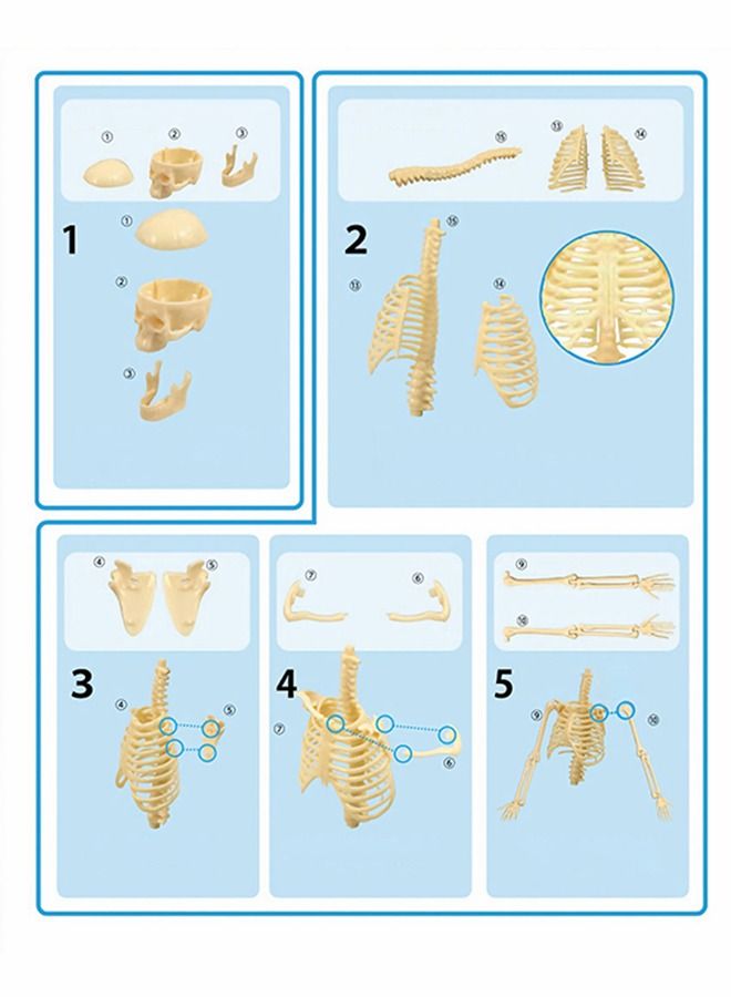 Mini Human Skeleton Model with Movable Arms Legs and Stand for Kid to Study Educational toys Explore science