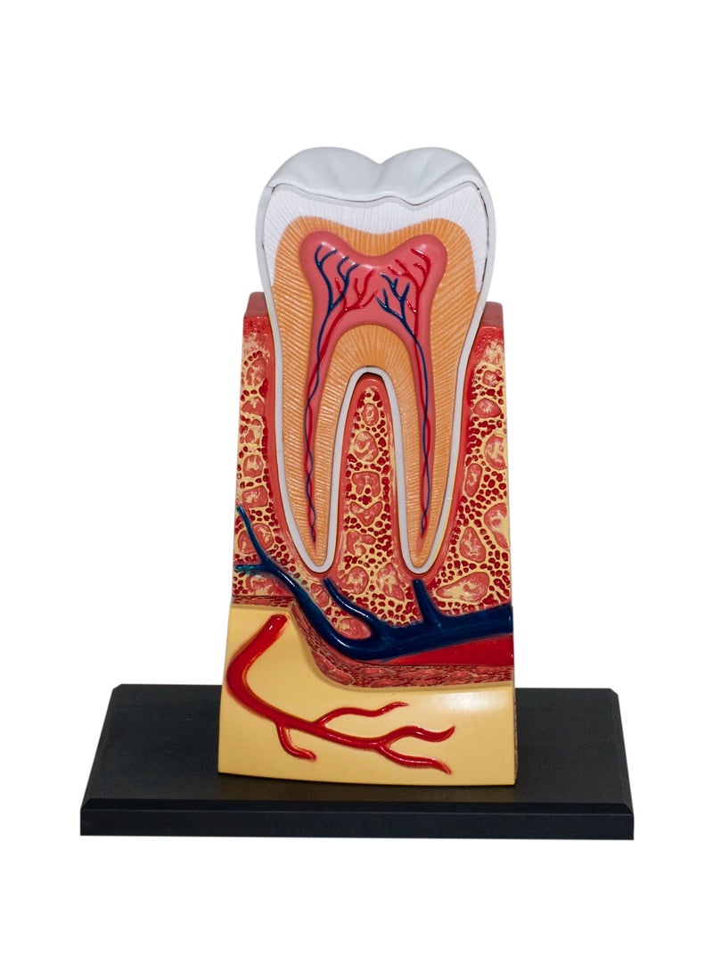 4D Human Anatomy - Triple Root Molar