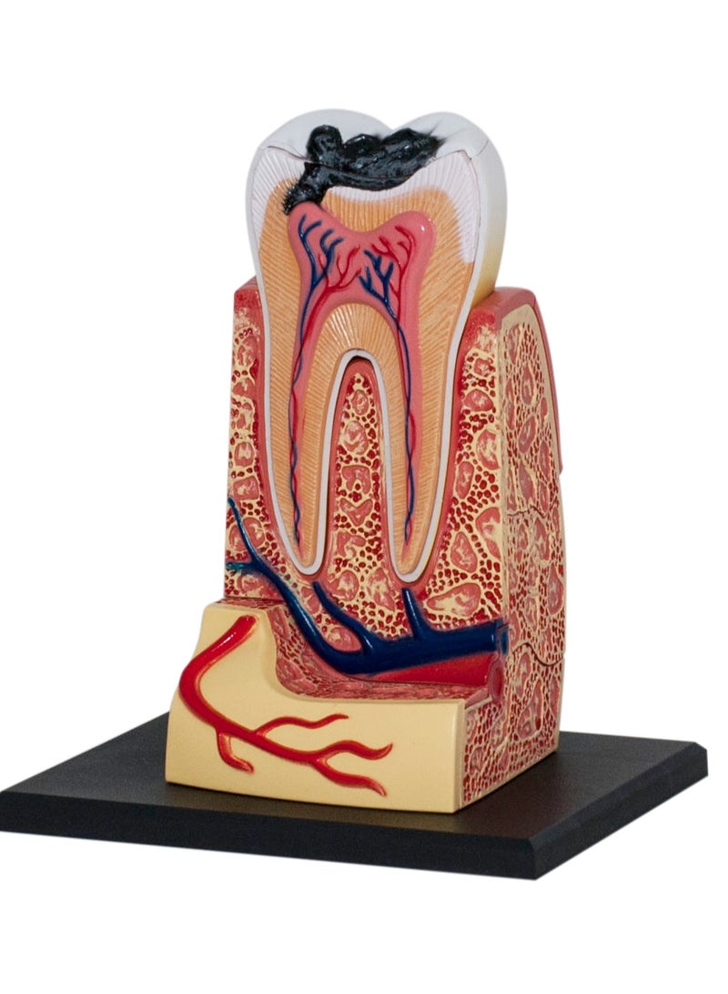 4D Human Anatomy - Triple Root Molar