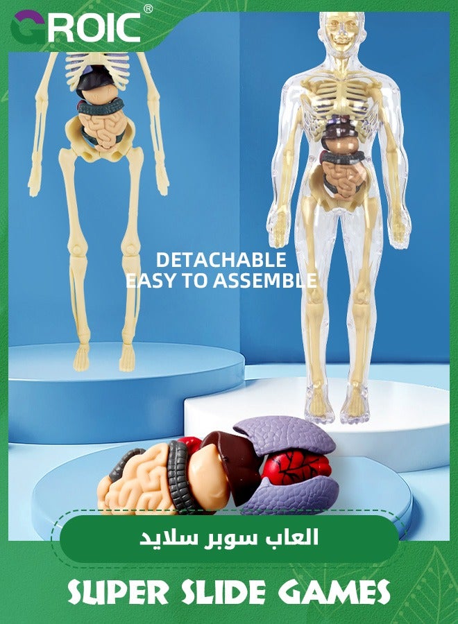 Human Body Model for Kids,nteractive Anatomy Model with Bones, Organs, Muscles, Stand & ID Chart, Anatomy and Physiology Study Tools,Educational Science Toys for Kids