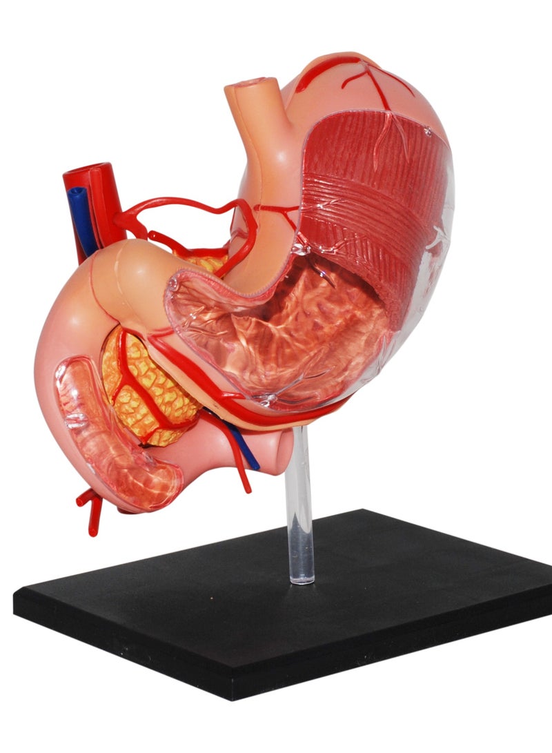 4D Human Anatomy - Stomach