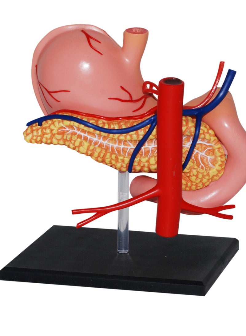 4D Human Anatomy - Stomach