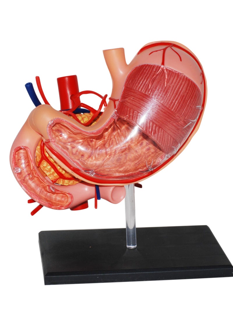 4D Human Anatomy - Stomach