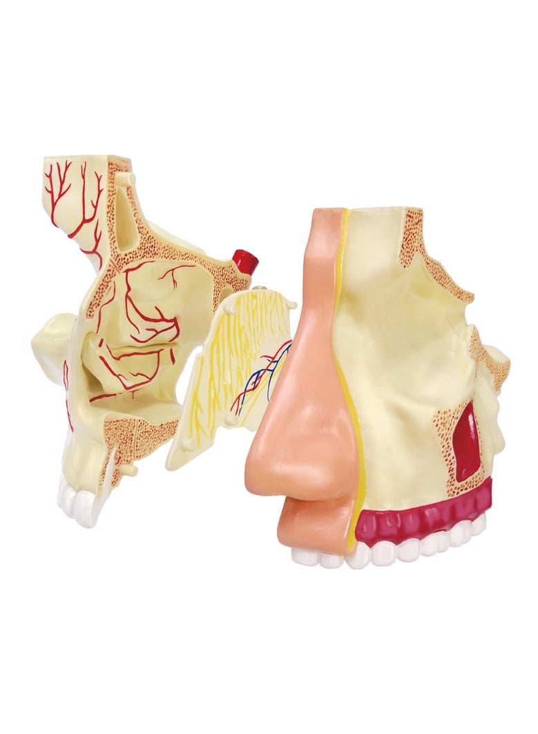 4D Human Anatomy - Nose & Olfactory