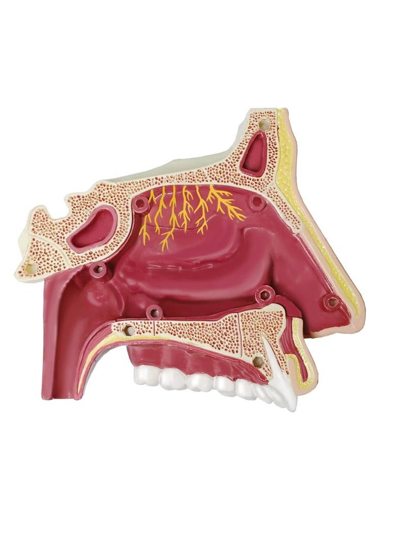 4D Human Anatomy - Nose & Olfactory