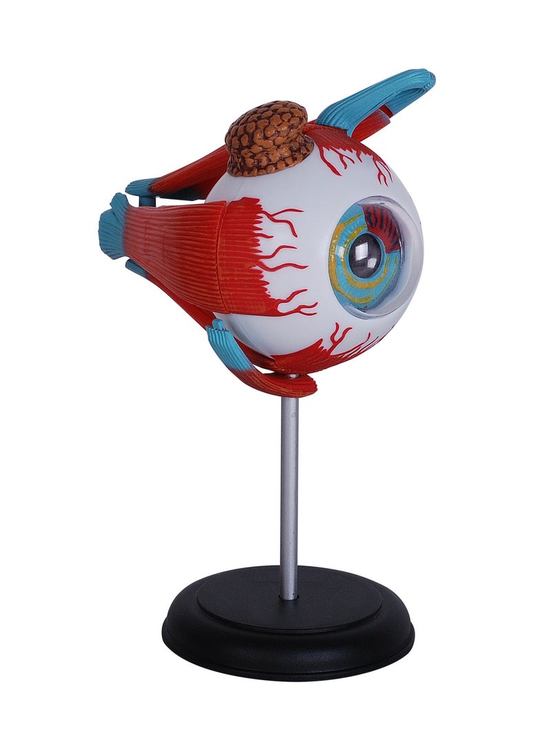 4D Human Anatomy - Eyeball