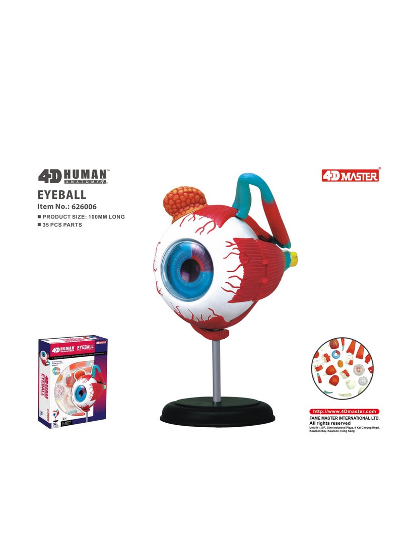 4D Human Anatomy - Eyeball