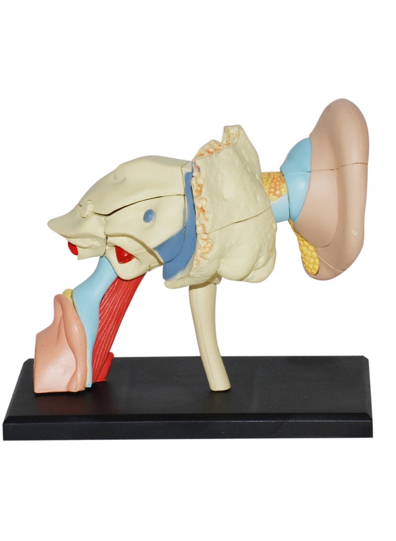 4D Human Anatomy - Ear