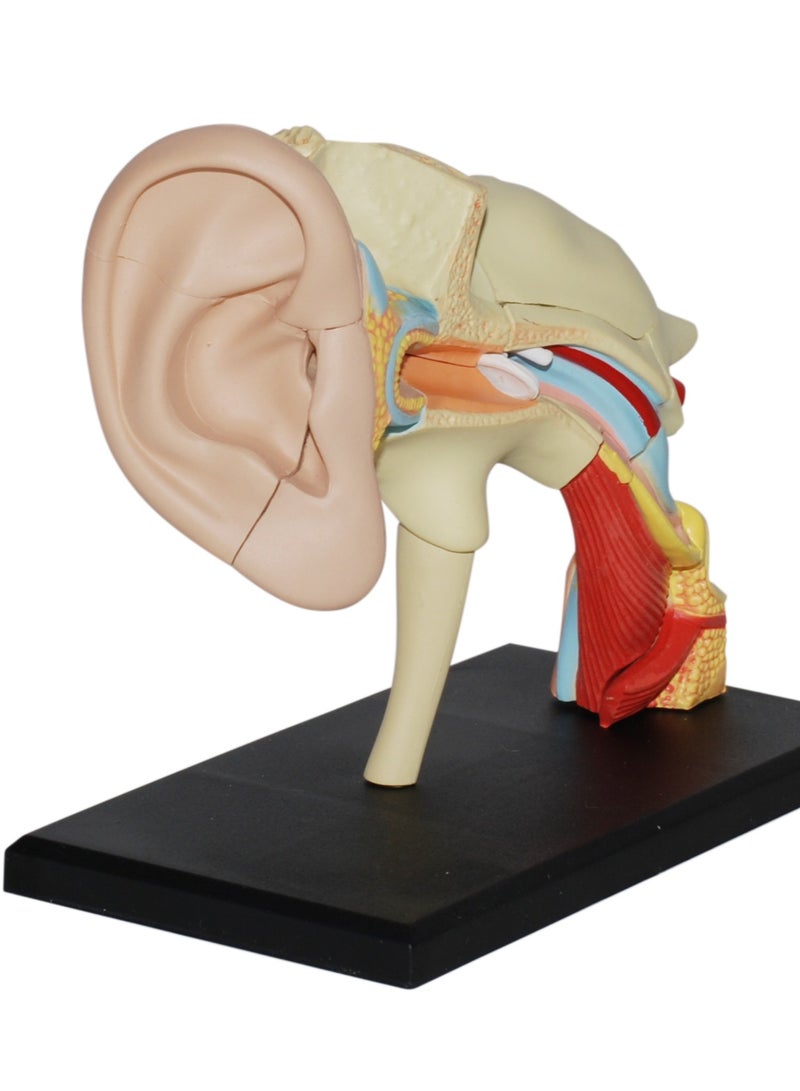 4D Human Anatomy - Ear