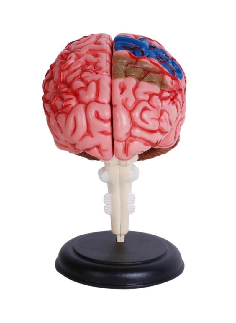 4D Human Anatomy - Human Brain