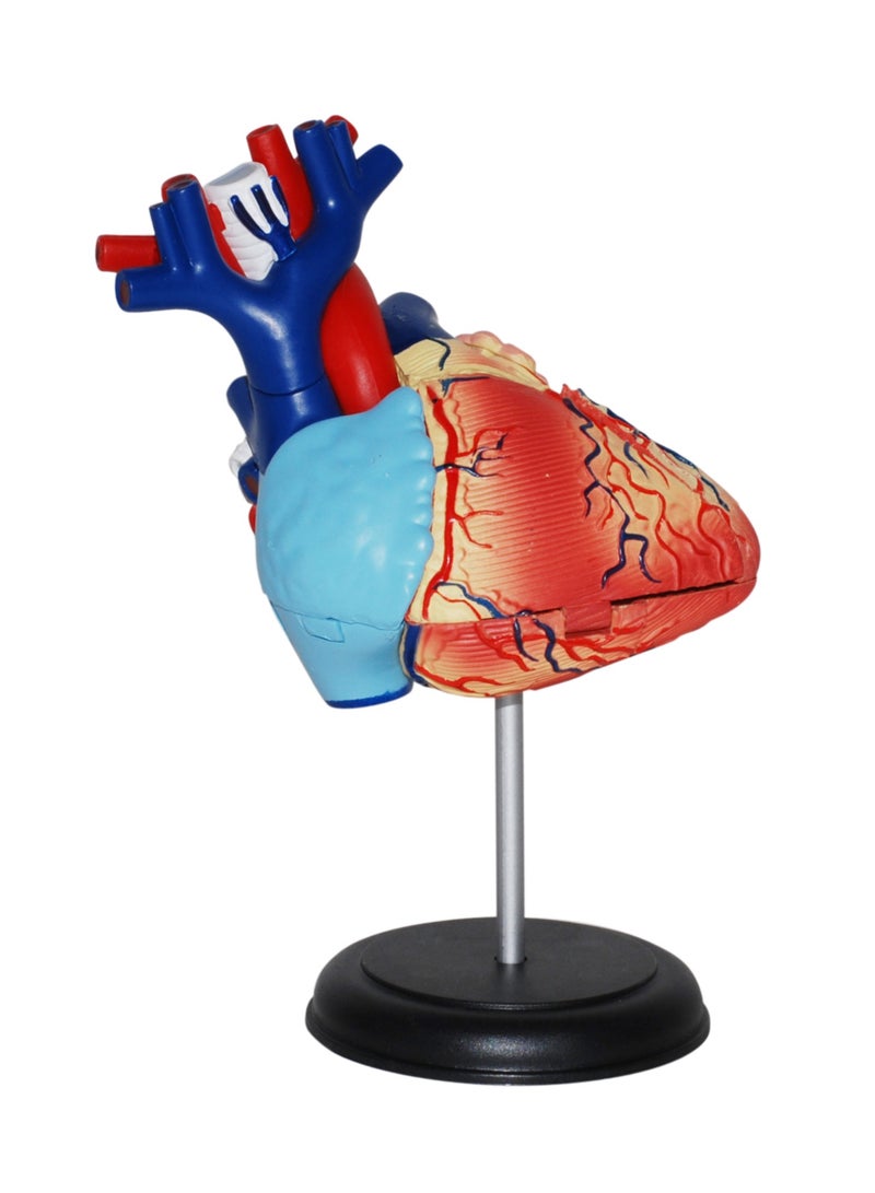 4D Human Anatomy - Heart