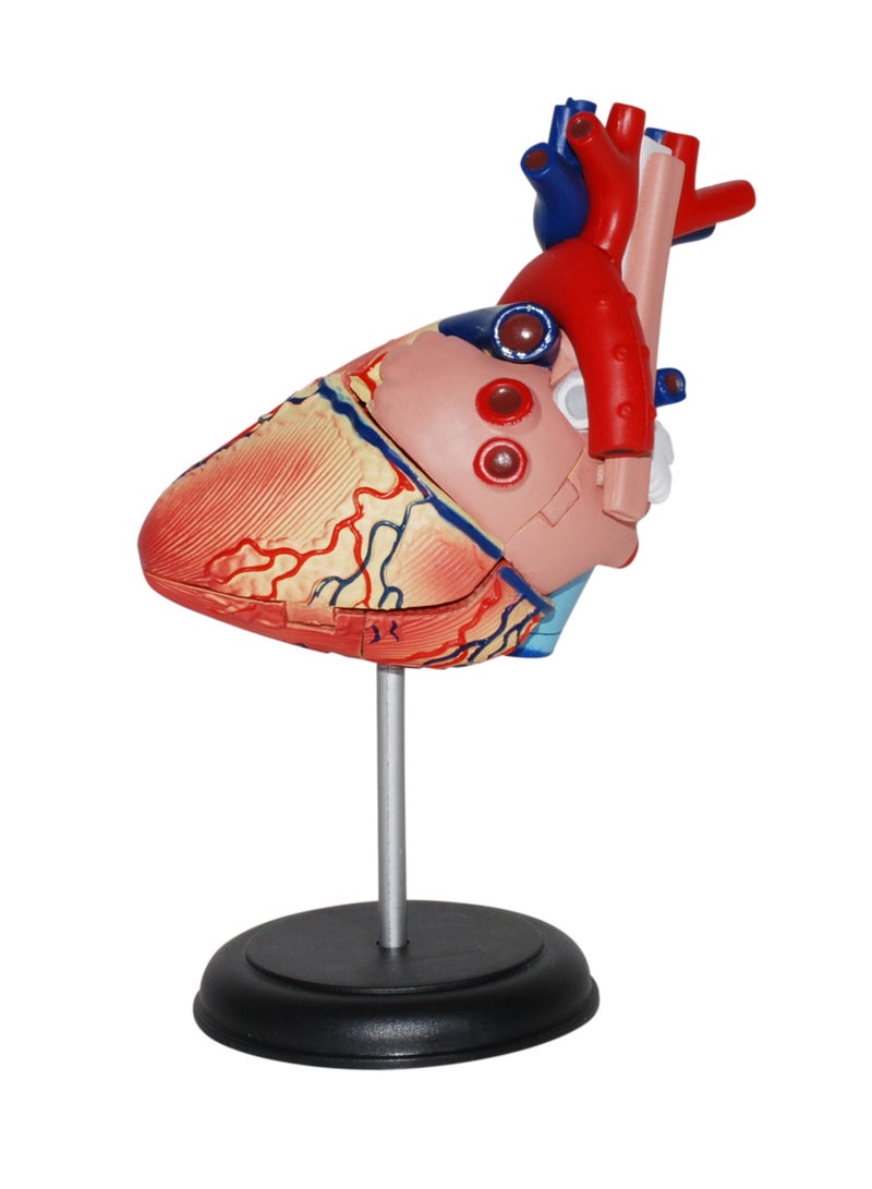 4D Human Anatomy - Heart