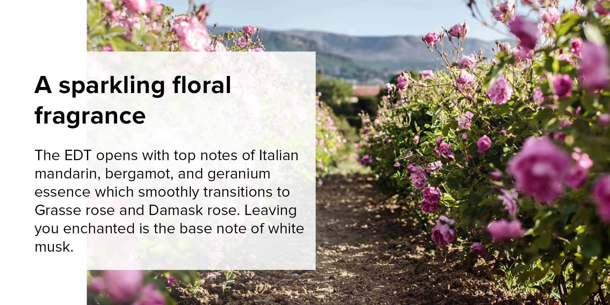 Miss Dior Rose N Roses EDT 100ml