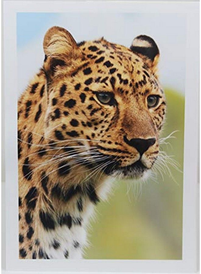 Ppd 50 Sheets Inkjet Super Premium Glossy Photo Paper 11X17 68Lbs 255Gsm 10.5Mil Tabloid Size Microporous Professional Photographer Grade Instant Dry Fade And Water Resistant (Ppd1650)