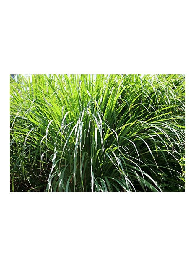 Citronella Essential Oil 10ml