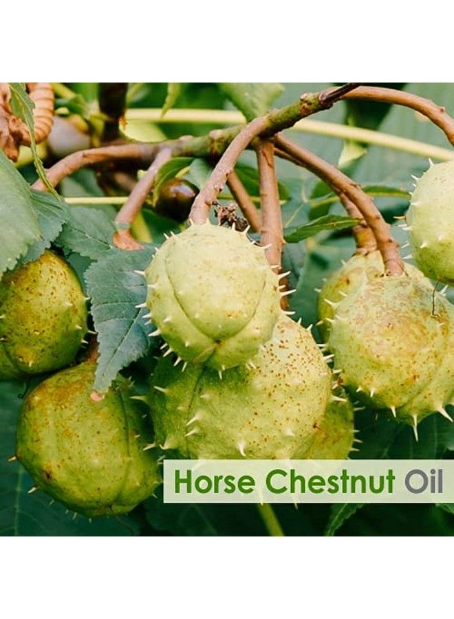 Horse Chestnut Oil ;Pure And Natural Horse Chestnut Oil ; Firm Skin Skin Hydration Skin Toning Cosmetic Grade; Skincare Hair Care And Diy Purpose (100Ml)