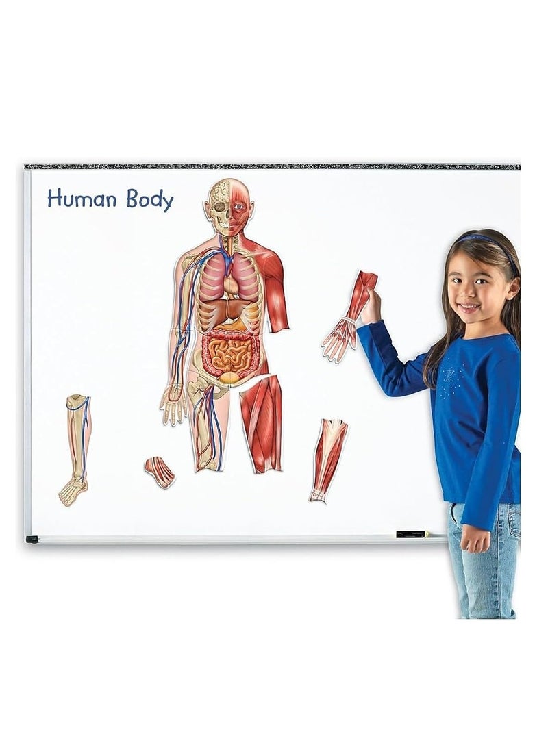 Double-Sided Magnetic Human Body by Learning Resources - An Interactive Educational Marvel!