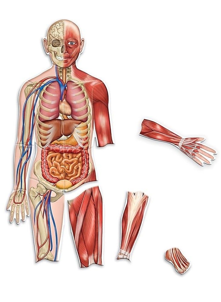 Double-Sided Magnetic Human Body by Learning Resources - An Interactive Educational Marvel!