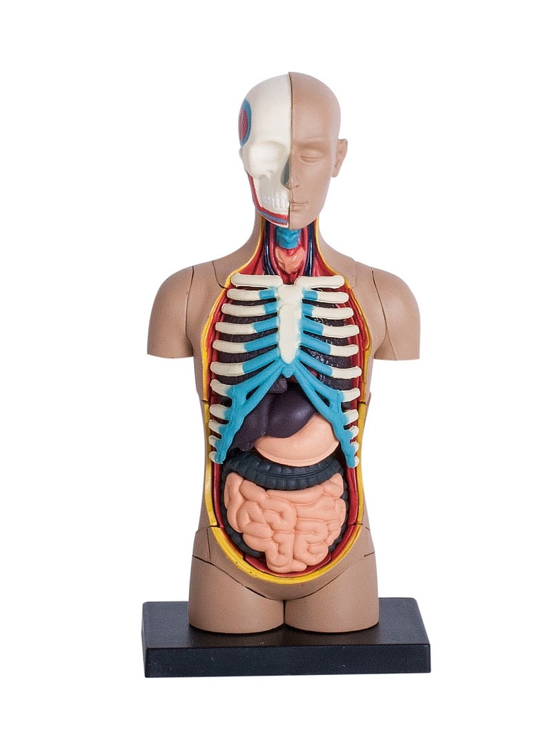 4D Human Anatomy - Small Torso