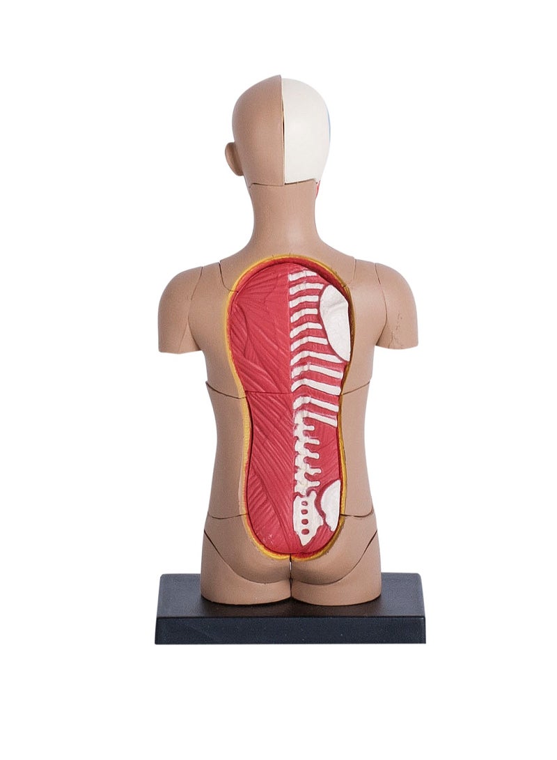 4D Human Anatomy - Small Torso