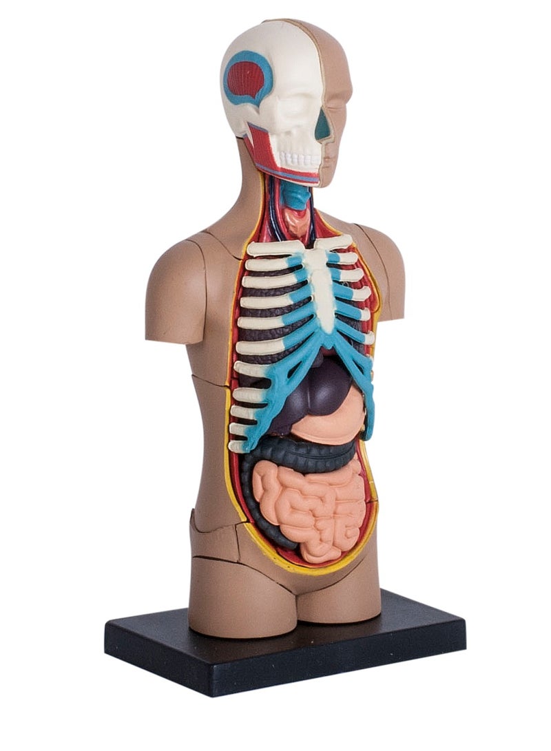 4D Human Anatomy - Small Torso