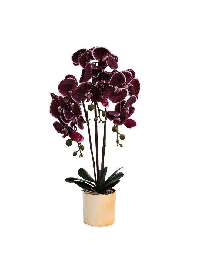 Reni Flwr Arrngmnt 68Cm Height