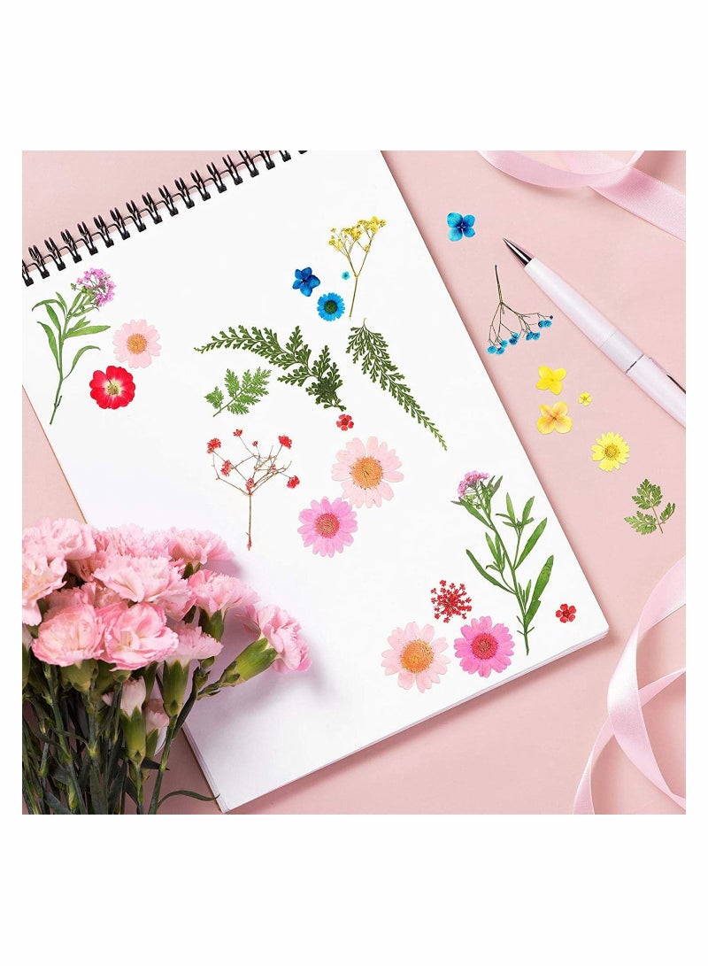 Pressed Flowers Resin Flowers for Resin Mold, Real Daisy Dried Flower Leaves Natural with Tweezers for Scrapbooking DIY Candle Accessories Jewelry Crafts Making (Colorful Style)