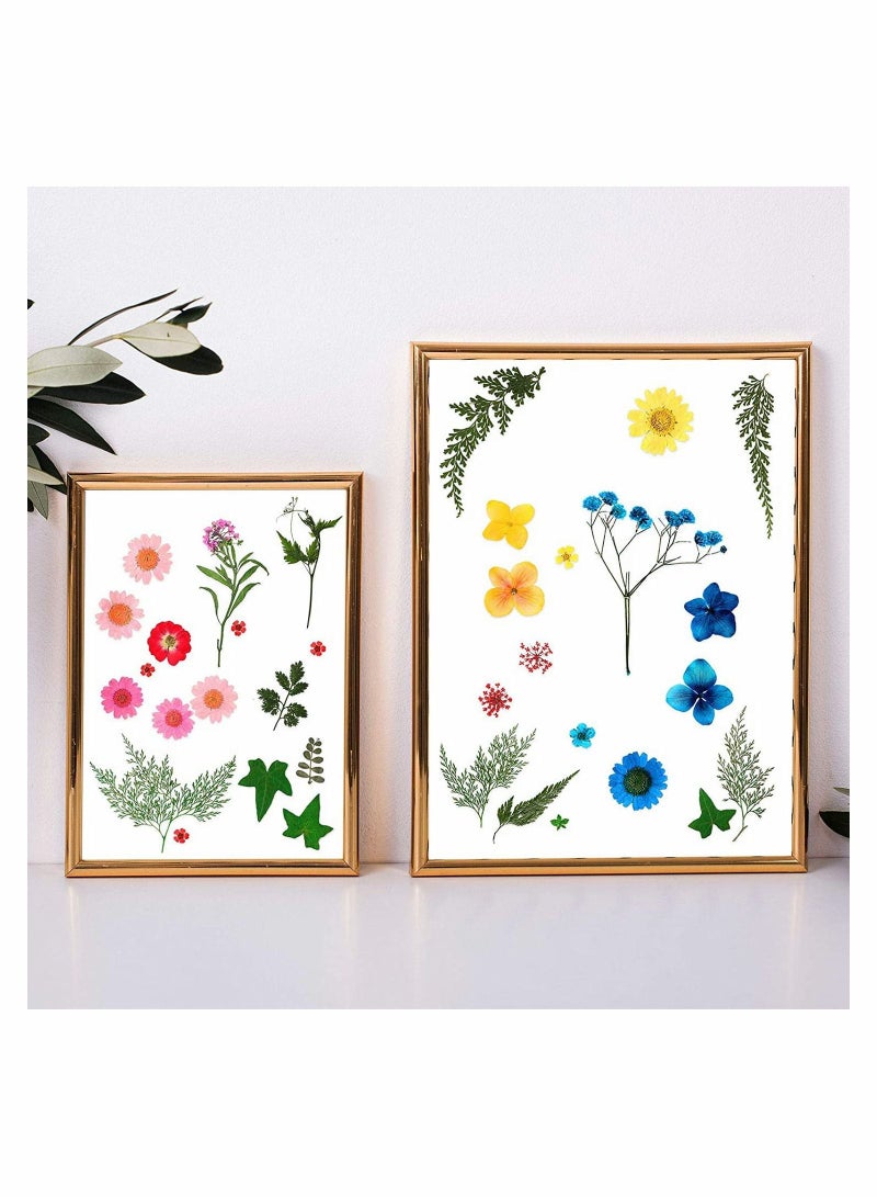Pressed Flowers Resin Flowers for Resin Mold, Real Daisy Dried Flower Leaves Natural with Tweezers for Scrapbooking DIY Candle Accessories Jewelry Crafts Making (Colorful Style)