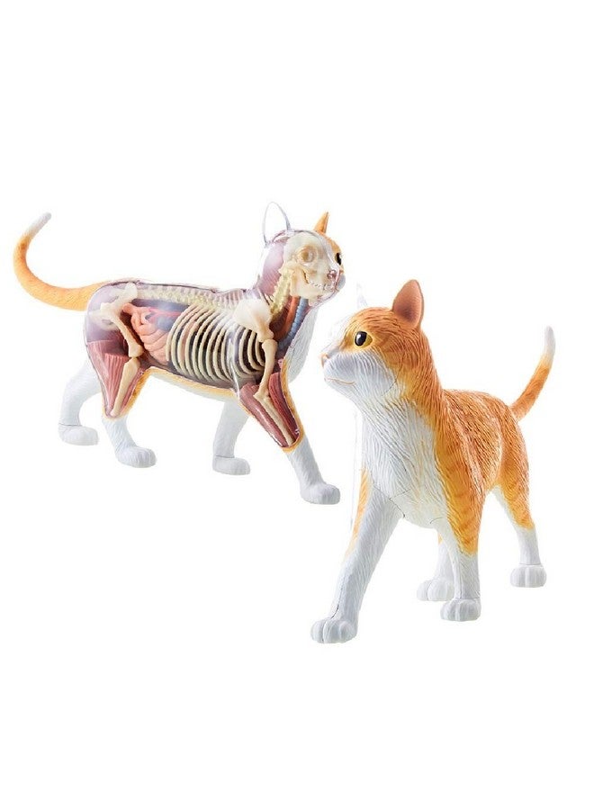 4D Vision Orange Tabby Cat Skeleton & Anatomy Model Kit