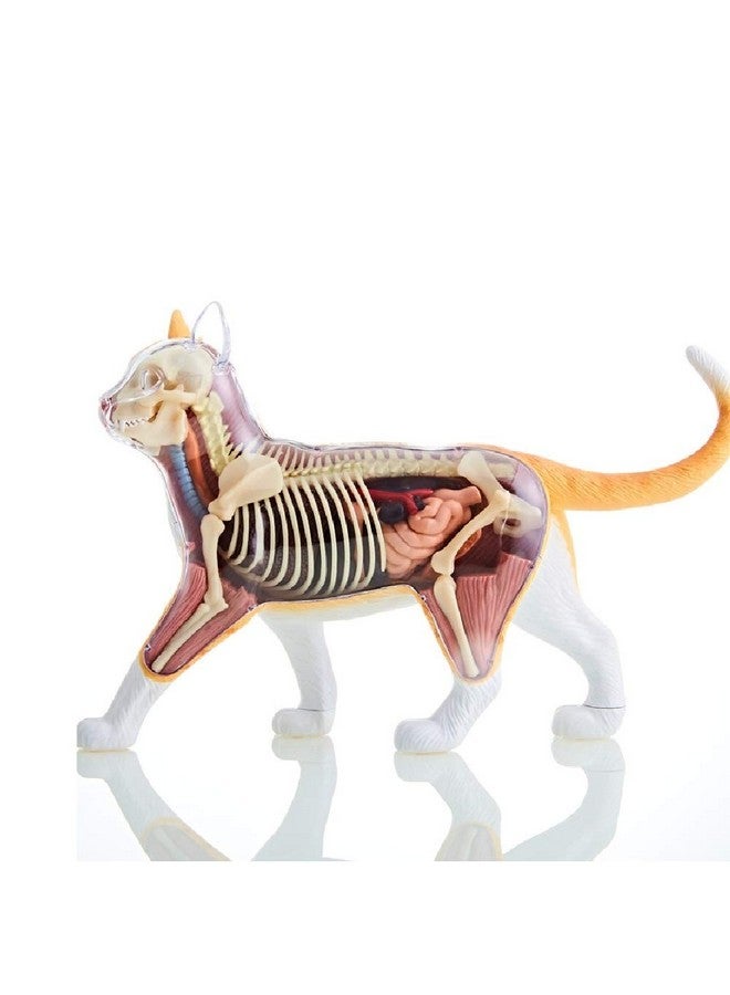 4D Vision Orange Tabby Cat Skeleton & Anatomy Model Kit