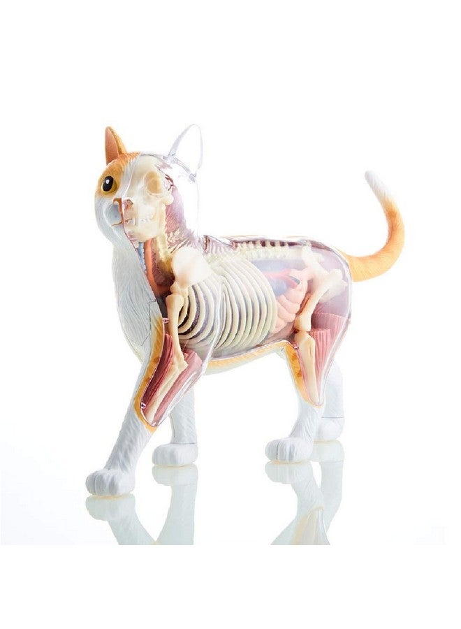 4D Vision Orange Tabby Cat Skeleton & Anatomy Model Kit