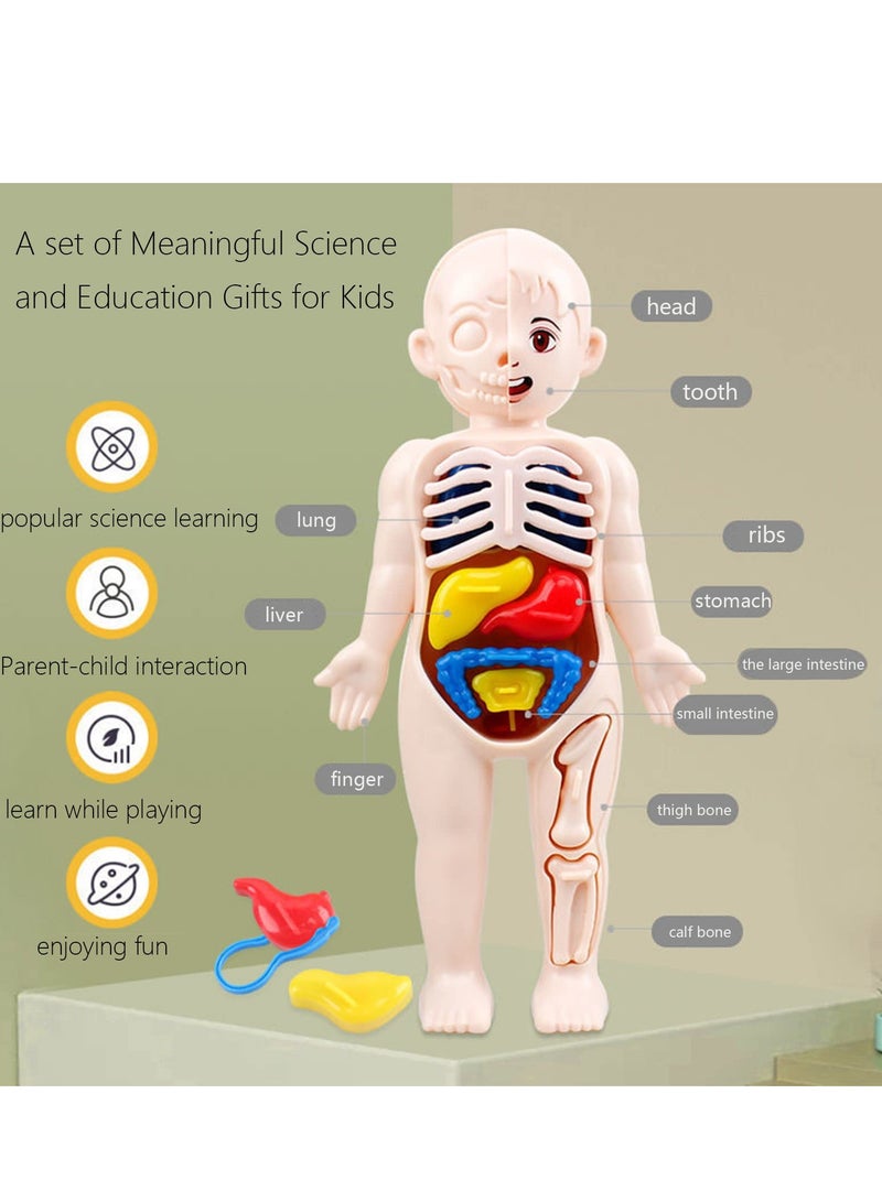 Human Body Model for Kids, 13Pcs Removable Human Torso Anatomy Model, Body Parts for Toddlers, Preschool Learning Toys, Age 4+, Medical Student Learning, School Education Display