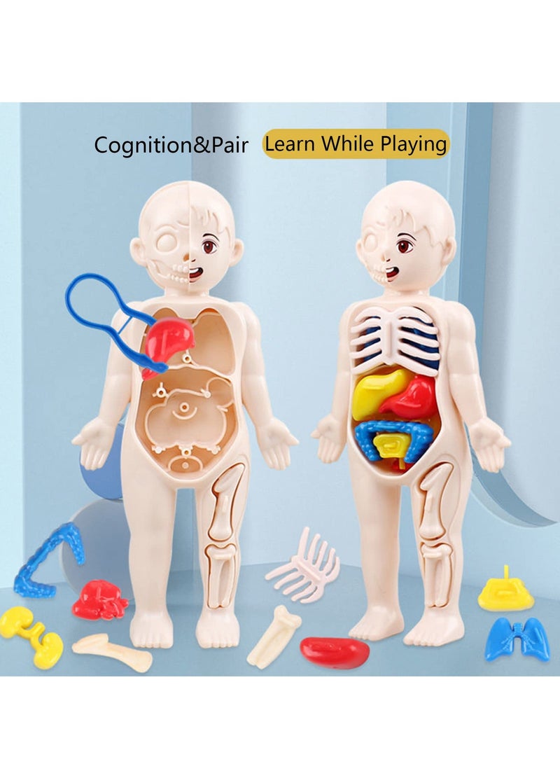 Human Body Model for Kids, 13Pcs Removable Human Torso Anatomy Model, Body Parts for Toddlers, Preschool Learning Toys, Age 4+, Medical Student Learning, School Education Display