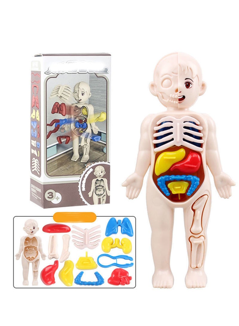 Human Body Model for Kids, 13Pcs Removable Human Torso Anatomy Model, Body Parts for Toddlers, Preschool Learning Toys, Age 4+, Medical Student Learning, School Education Display