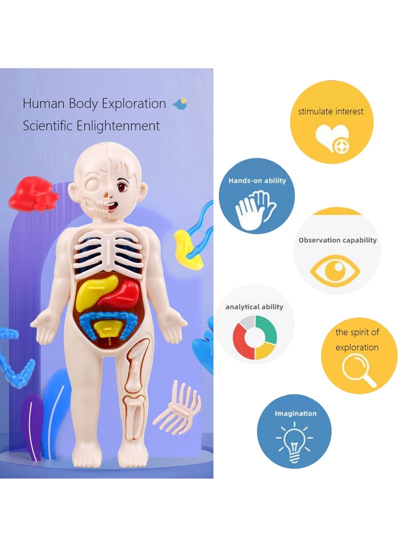 Human Body Model for Kids, 13Pcs Removable Human Torso Anatomy Model, Body Parts for Toddlers, Preschool Learning Toys, Age 4+, Medical Student Learning, School Education Display