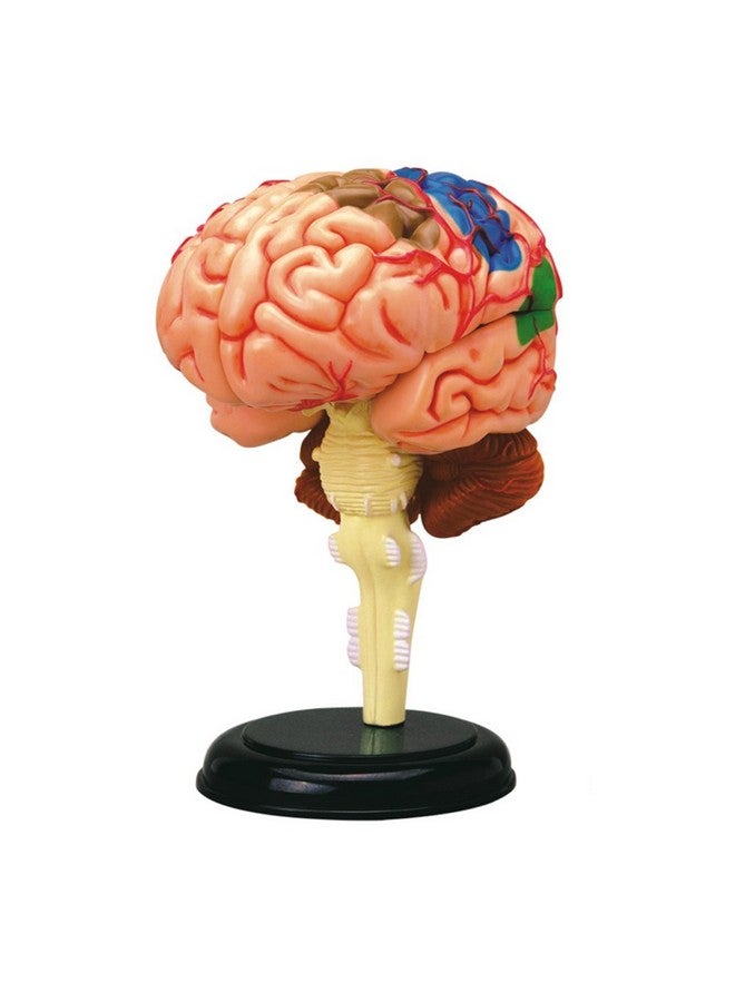 Tedco 4D Anatomy Brain Model