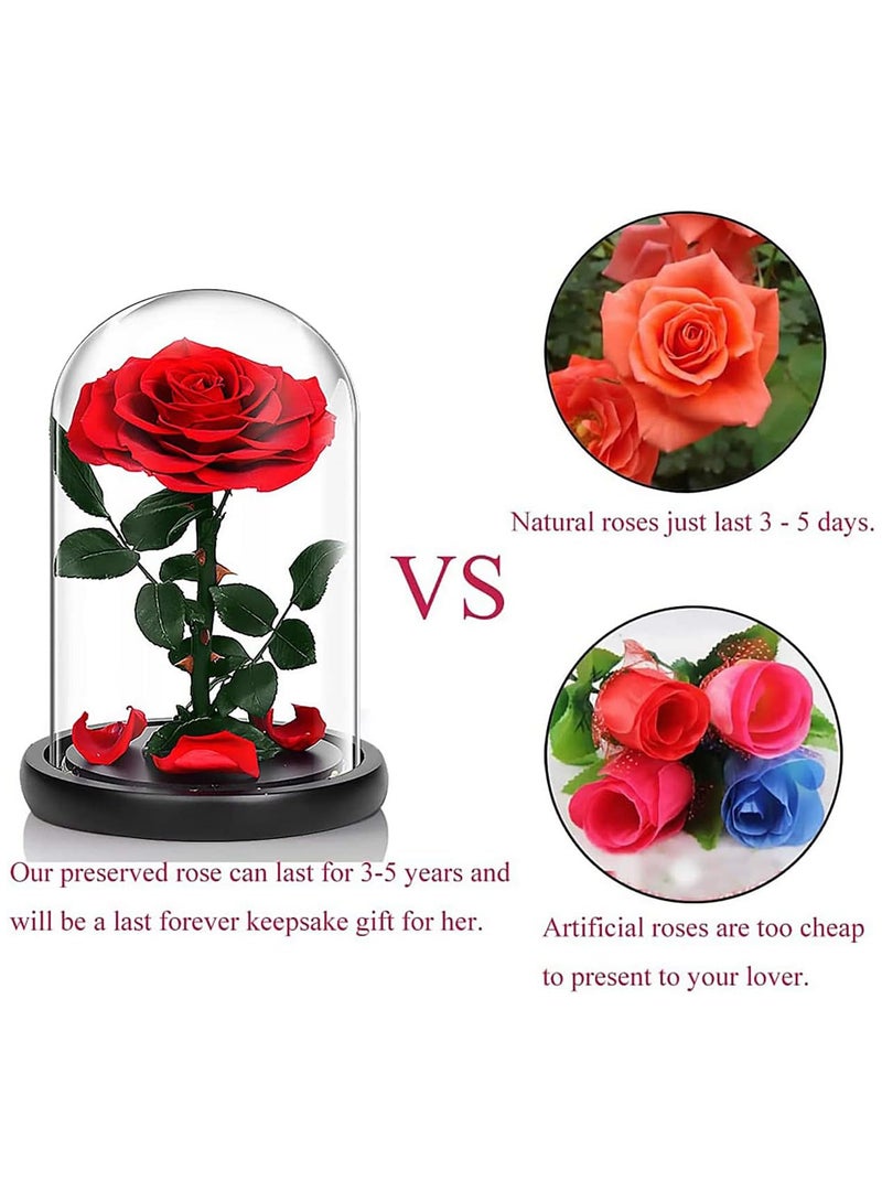 Handmade Preserved Rose Forever Never Withered Flowers,Gift for Wedding,Anniversary,Birthday, Mother's Day Gift, Best Gift for Her Rose (Single Rose, RED) 14x22cm