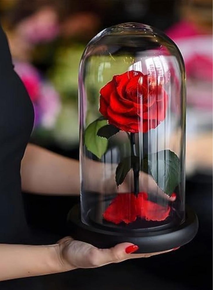 Handmade Preserved Rose Forever Never Withered Flowers,Gift for Wedding,Anniversary,Birthday, Mother's Day Gift, Best Gift for Her Rose (Single Rose, RED) 14x22cm