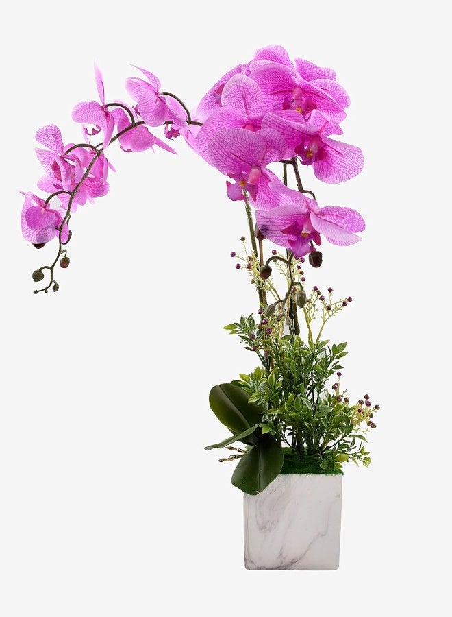 Yatai Flowers Phalaenopsis Orchid Plants
