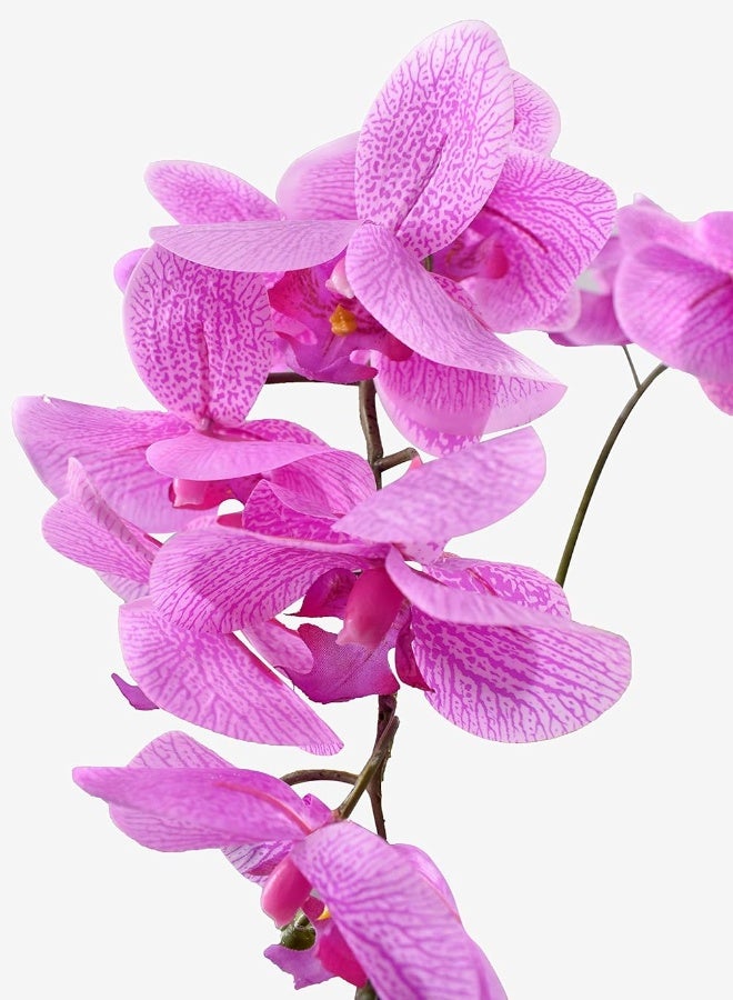 Yatai Flowers Phalaenopsis Orchid Plants
