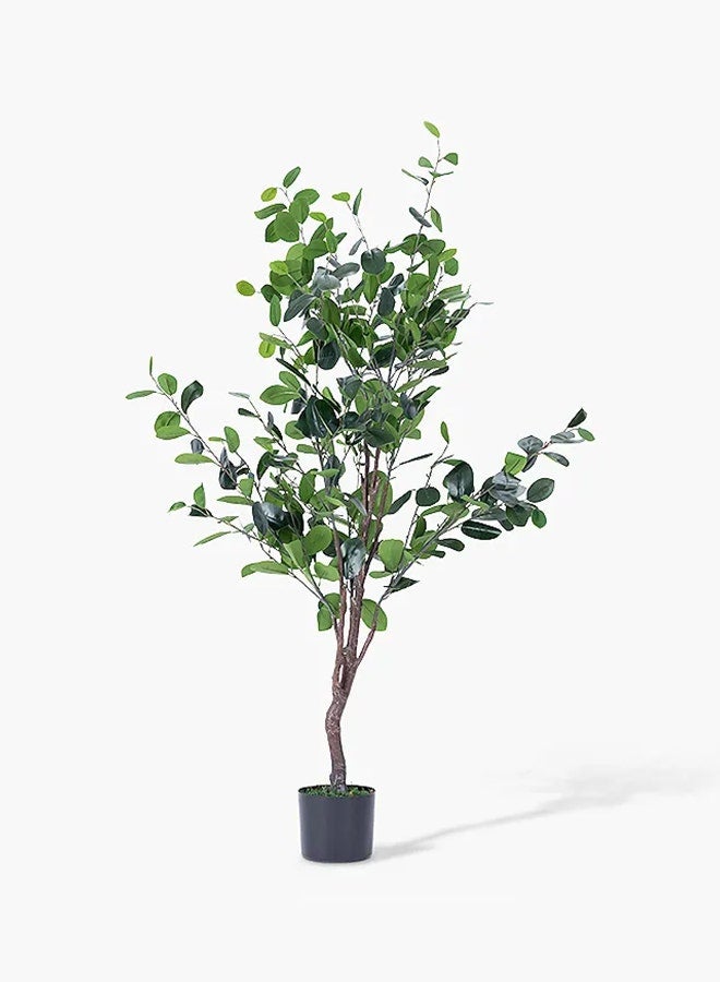 Ficus Tree