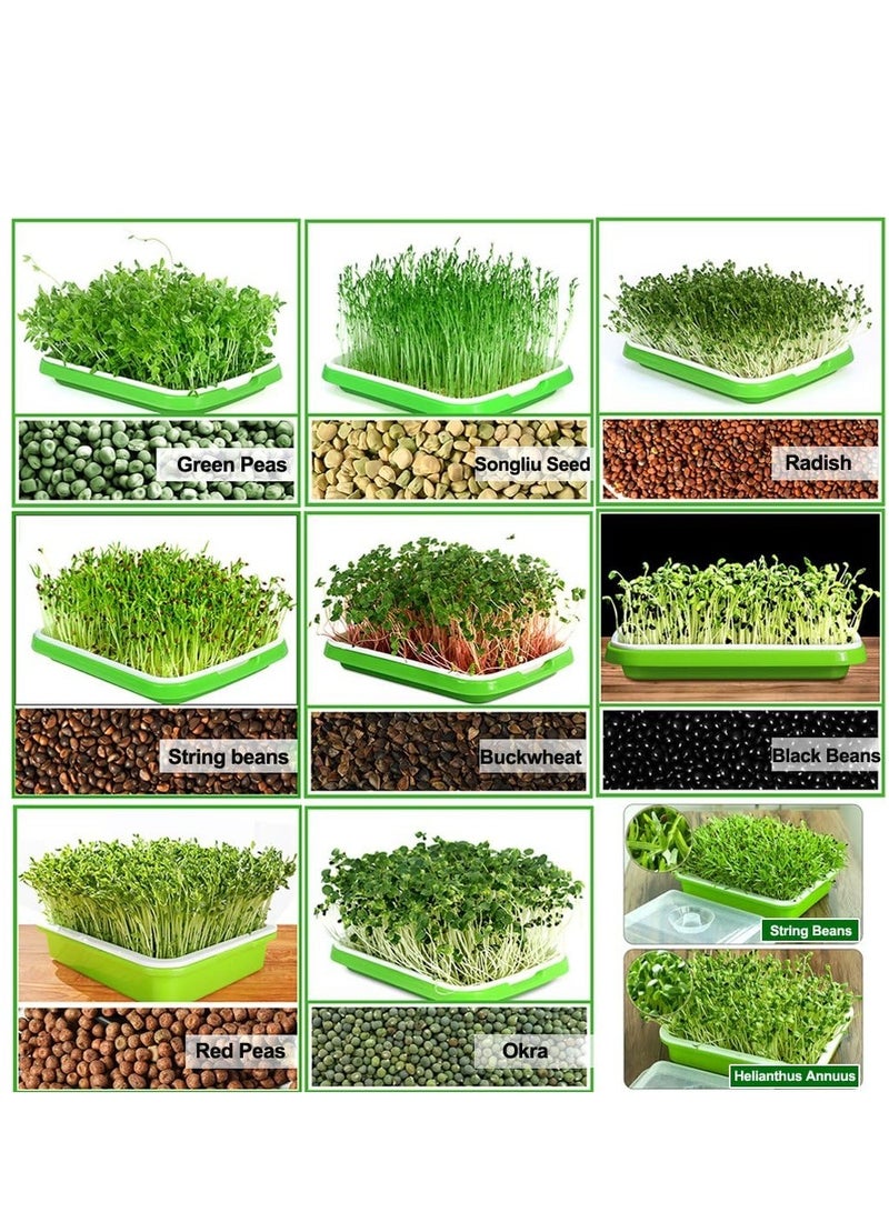 Combo Pack of 6PC Healthy Wheatgrass Sprouting Kit: BPA-Free Seed Germination Tray with Lid for Large Capacity, Soil-Free Growth (32X24X12Cm)